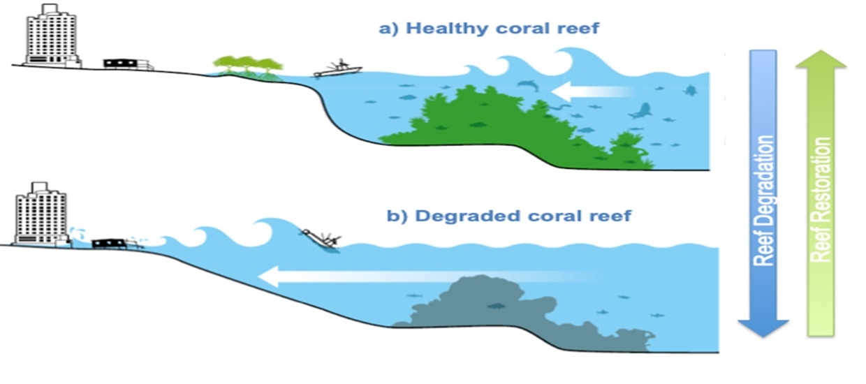The benefits of a Healthy vs Degraded Coral Reef